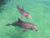 Thanks to travelmania.com ariel kirtchuk - eilat dolphins reef