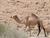 Thanks to travelmania.com ariel kirtchuk - judean desert