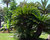 Palm