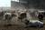 Can be herd - Ramat HaGolan - Gilad Benari