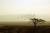 Morning glory - arava - gilad benari