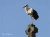 CIGOGNE