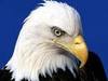 aigle