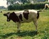 vache