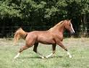 CHEVAL