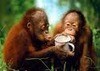 ZOO