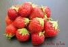 Fraises des bois