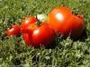 Tomates