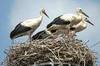 OISEAUX MIGRATEURS