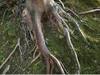 Racines des plantes